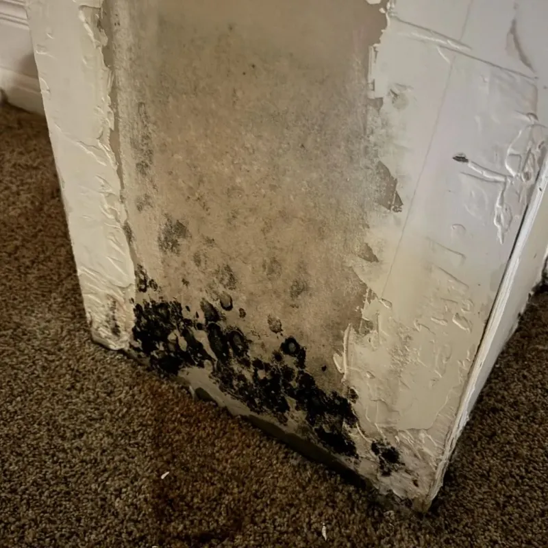 Professional Mold Removal in Ellsworth, KS